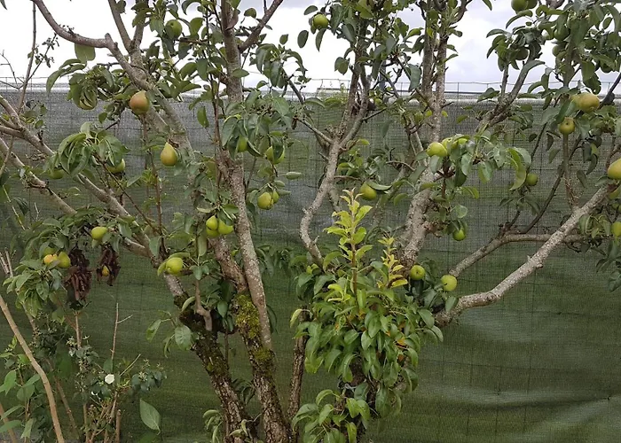 La Choletaise * Cholet